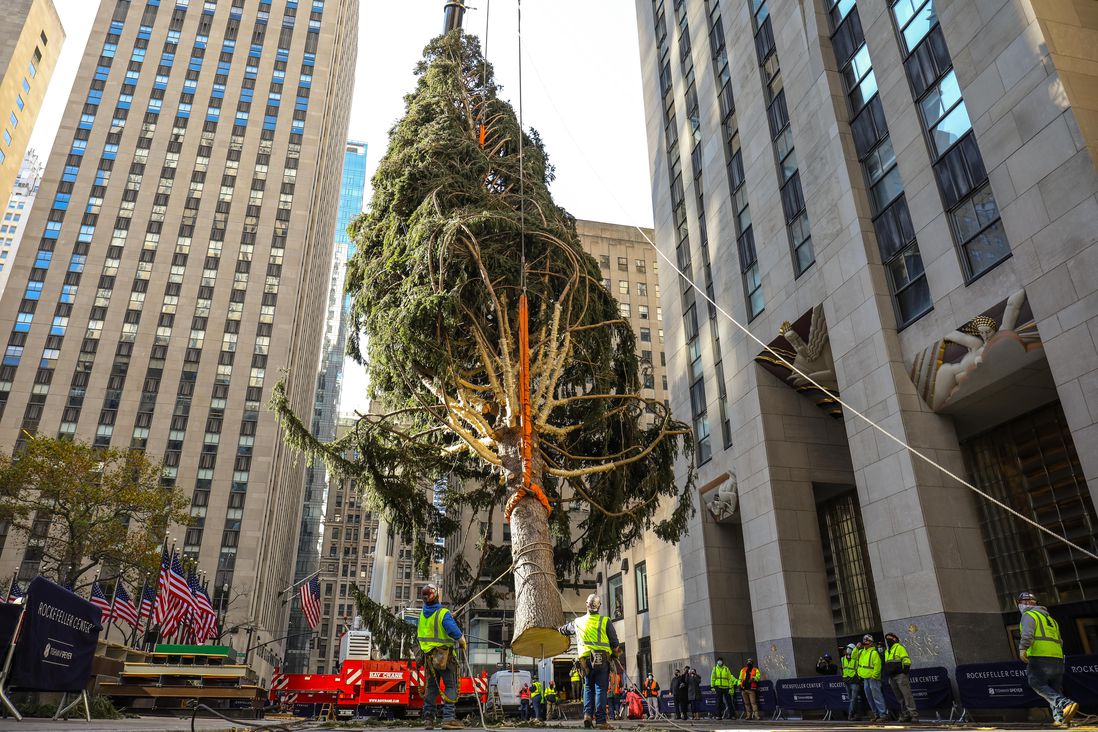 The newly arrived tree in Rockefeller Center